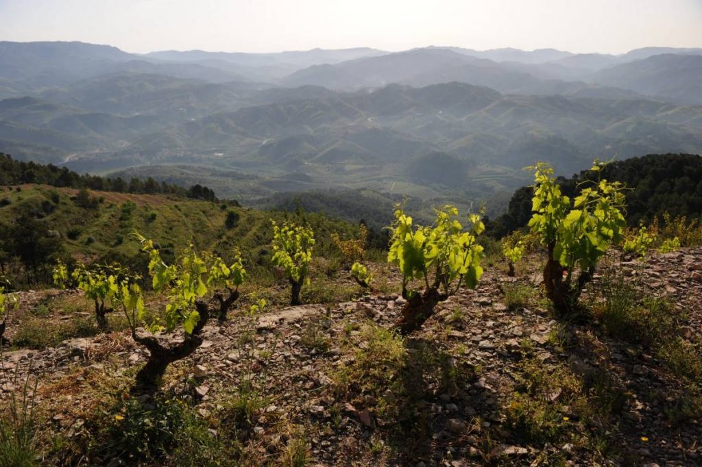 Ficaria Vins.jpg