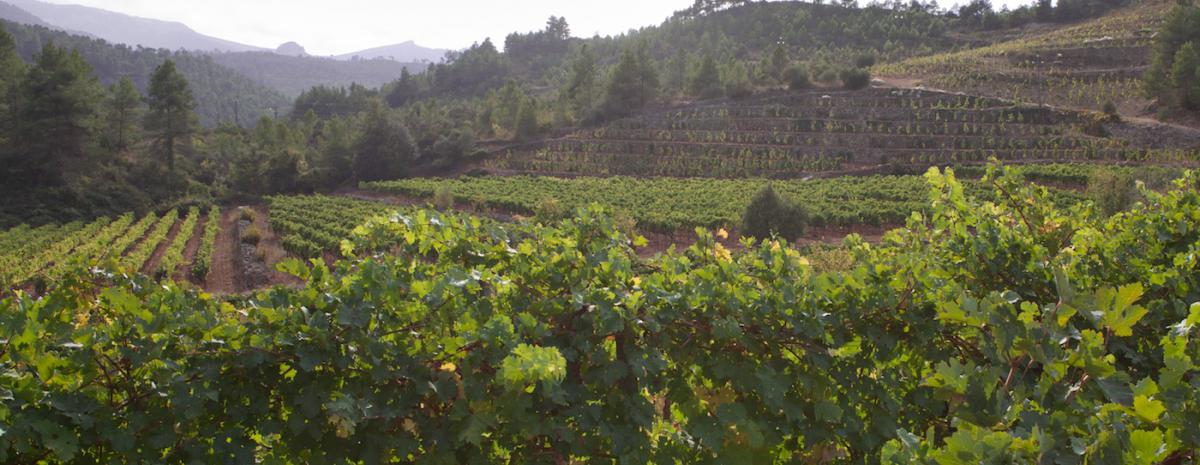 Cellers Sant Rafel.jpg