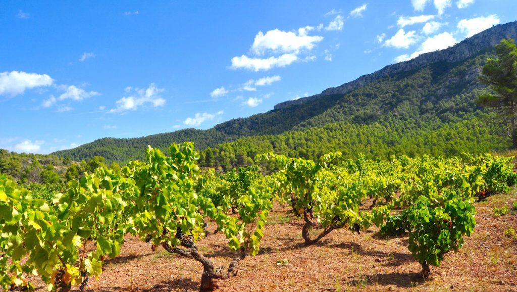 Grenaches.jpeg