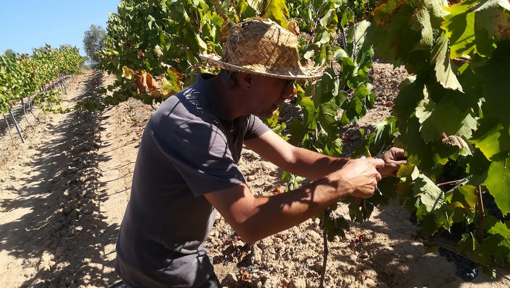 EL PROJECTE LIFE PRIORAT+MONTSANT FINALITZA AMB UNA IMPORTANT REDUCCIÓ DEL CONSUM D’AIGUA I DE L’ÚS DE FITOSANITARIS