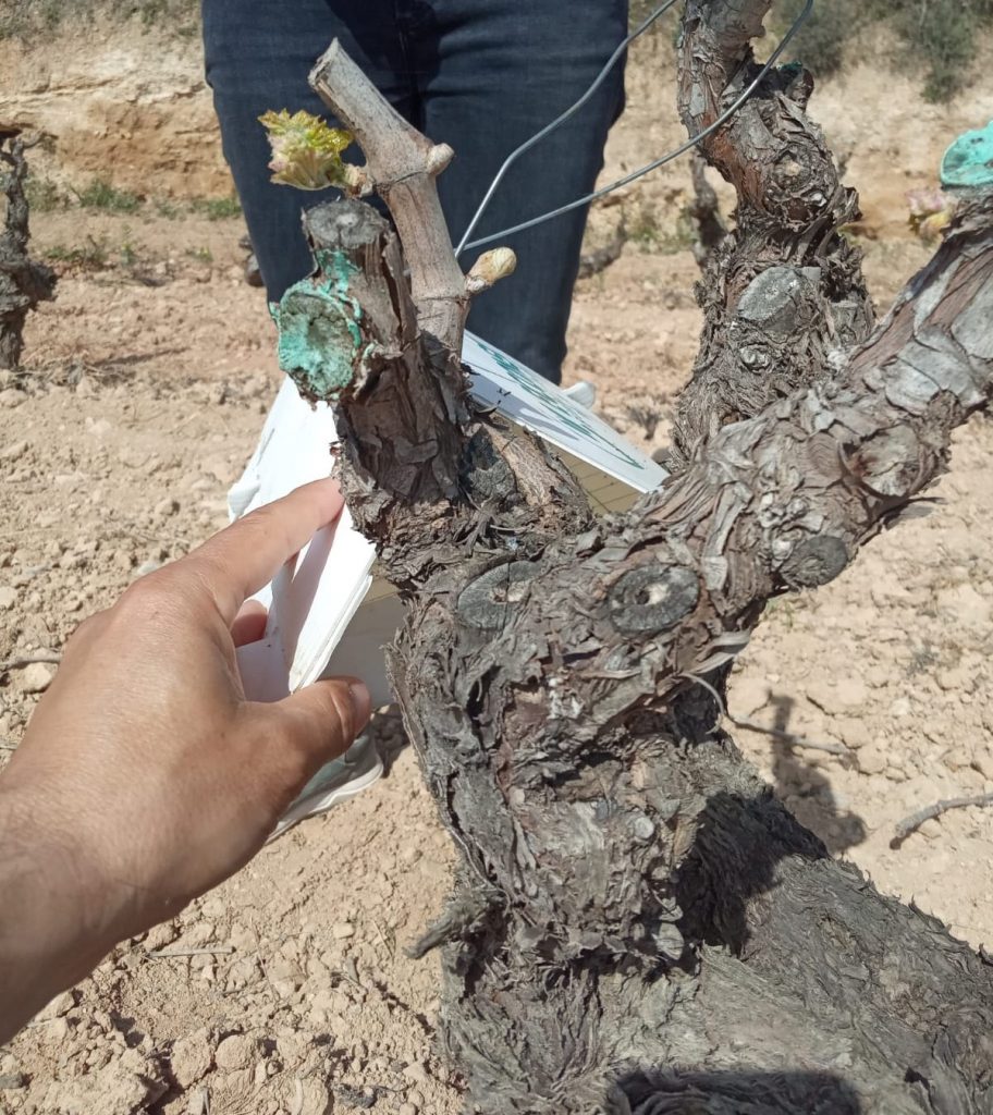 LA DO MONTSANT AMPLIA LA ZONA DE TREBALL AMB TÈCNIQUES DE CONFUSIÓ SEXUAL AMB EL NOU CICLE DE LA VINYA