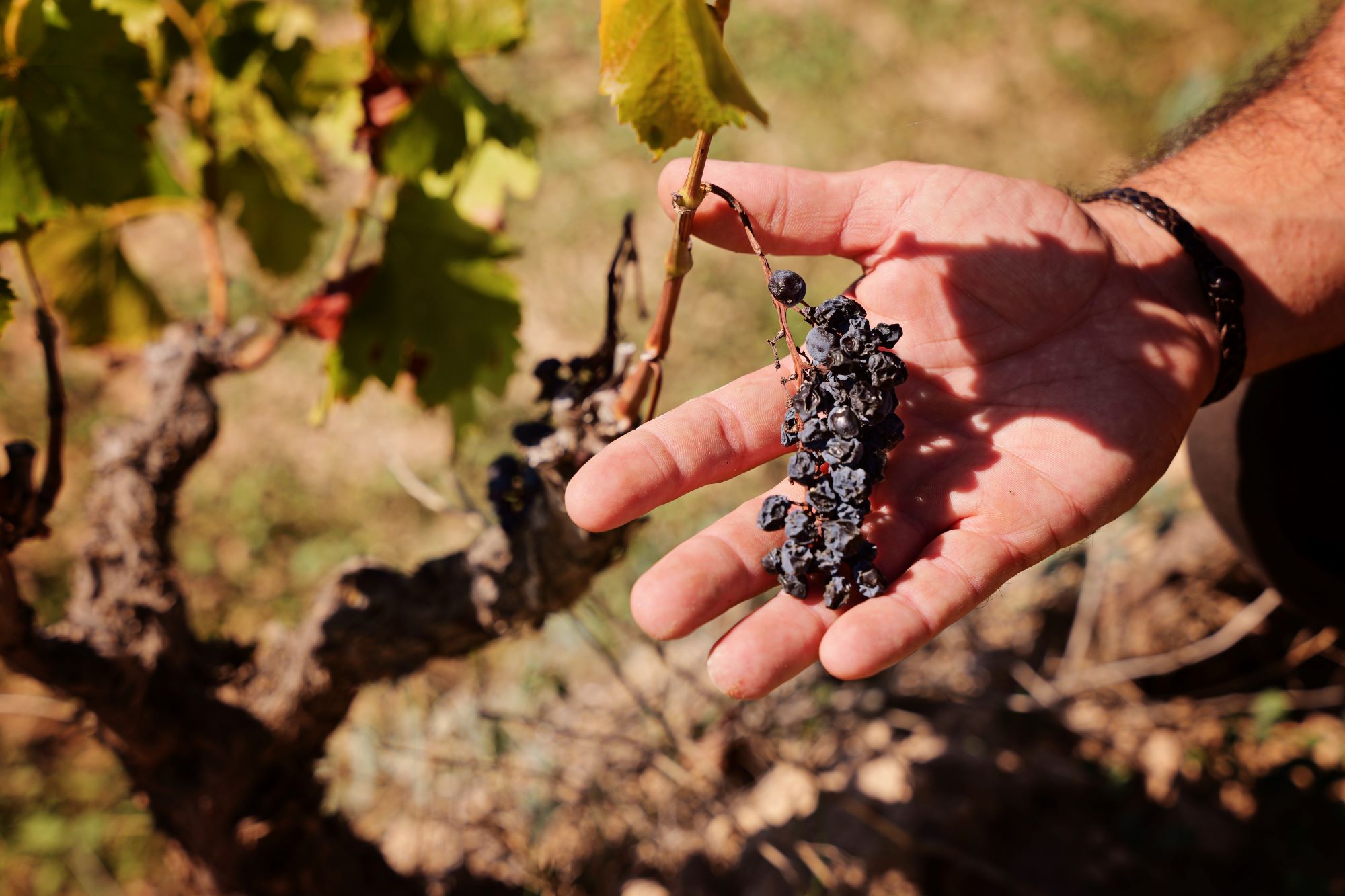 LA DO MONTSANT RECLAMA MEDIDAS URGENTES QUE GARANTICEN LA SUBSISTENCIA DE VITICULTORES Y BODEGAS