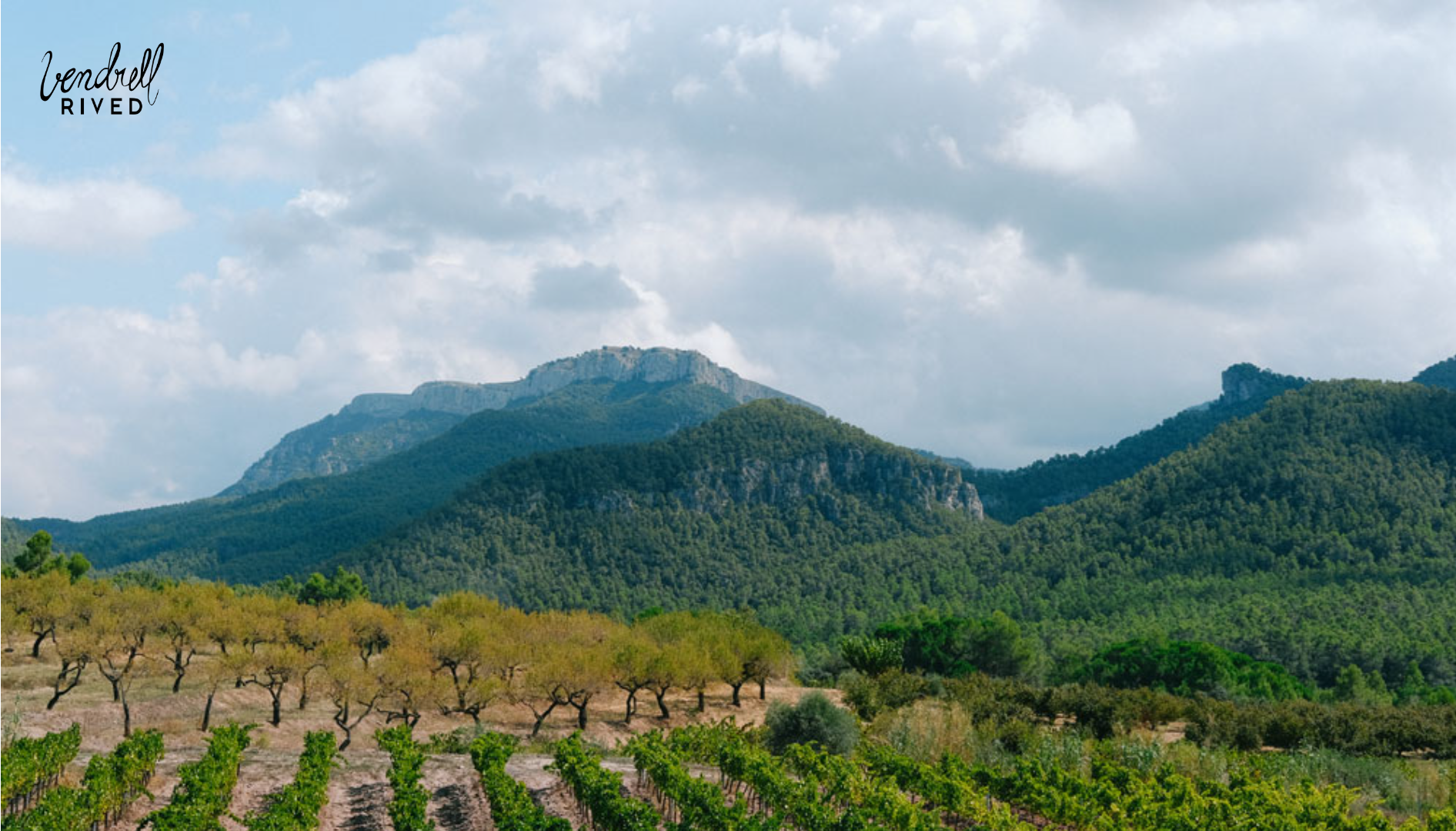 PROPUESTA DE ENOTURISMO: CELLER VENDRELL RIVED, UN PROYECTO FAMILIAR
