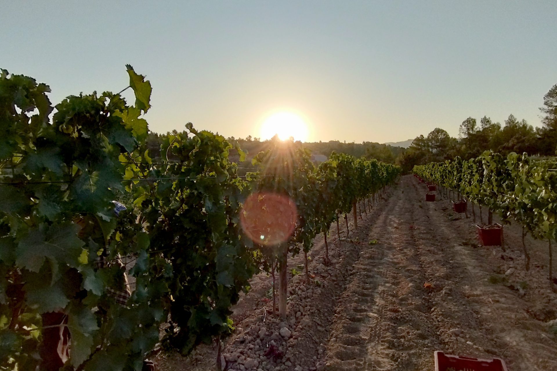 PROPOSTA D’ENOTURISME: CELLER LA PLACETA, AUTENTICITAT I PASSIÓ DES DELS GUIAMETS