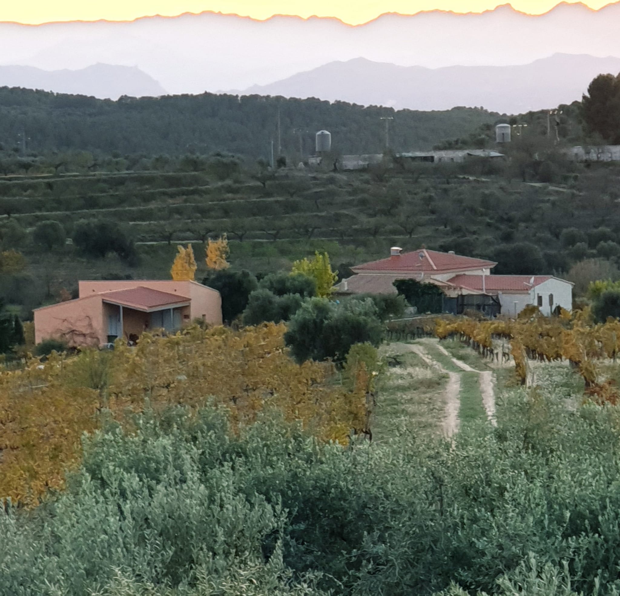 PROPOSTA D’ENOTURISME: EL VI DELS 20, UNA INICIATIVA COL·LECTIVA QUE DÓNA VIDA A LA VINYA