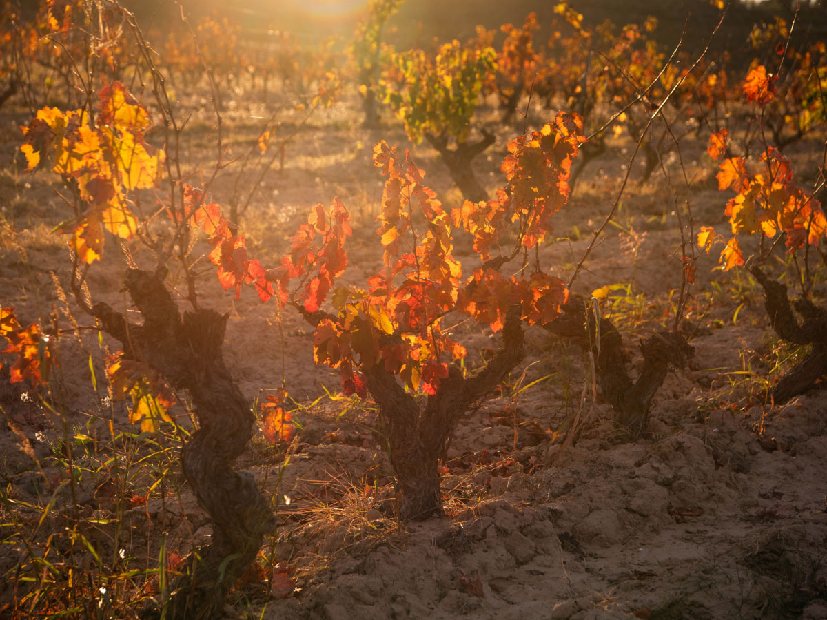 celler cal bessó