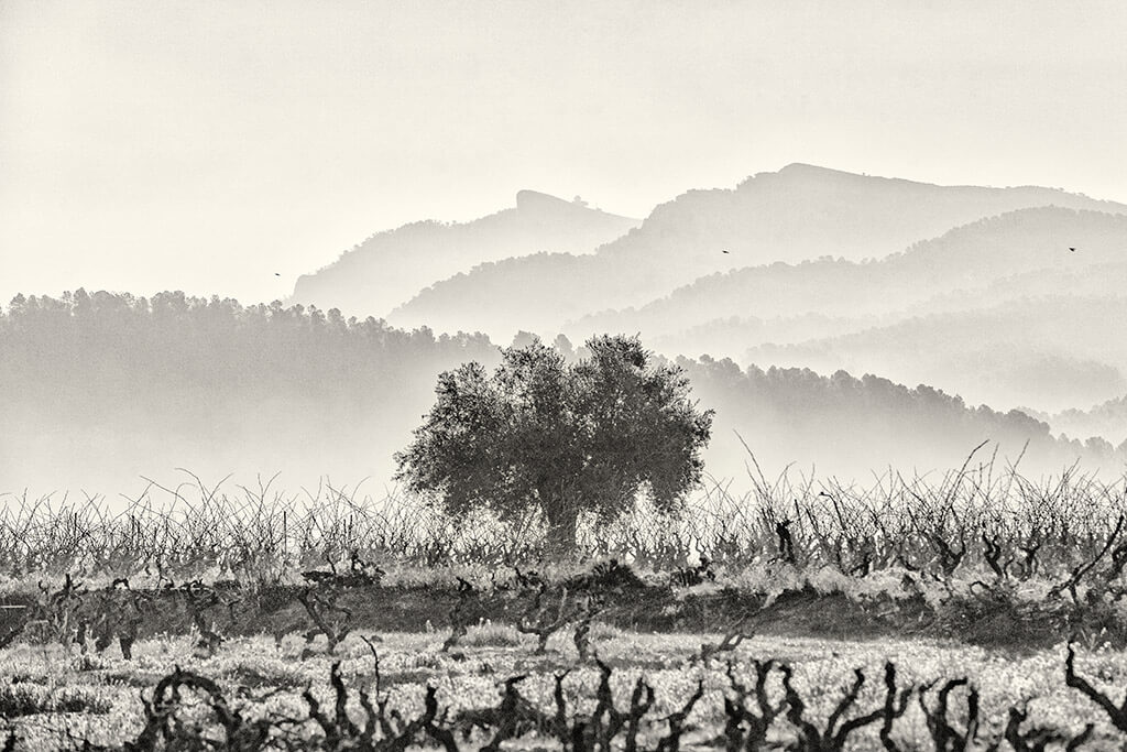 celler bellcros