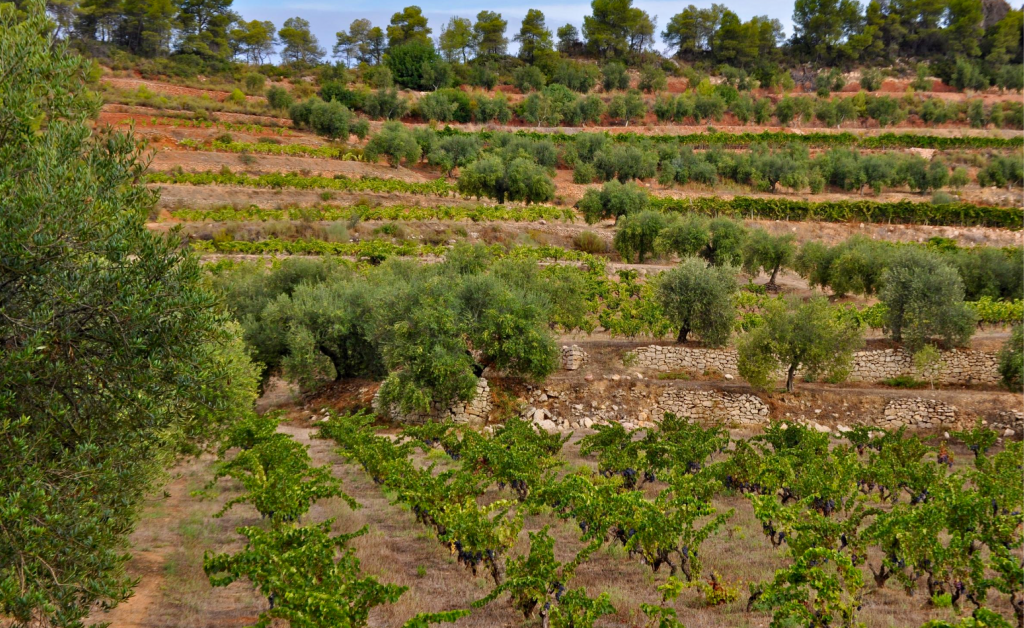 PROPOSTA D’ENOTURISME: Orto Vins, una manera de fer molt nostra
