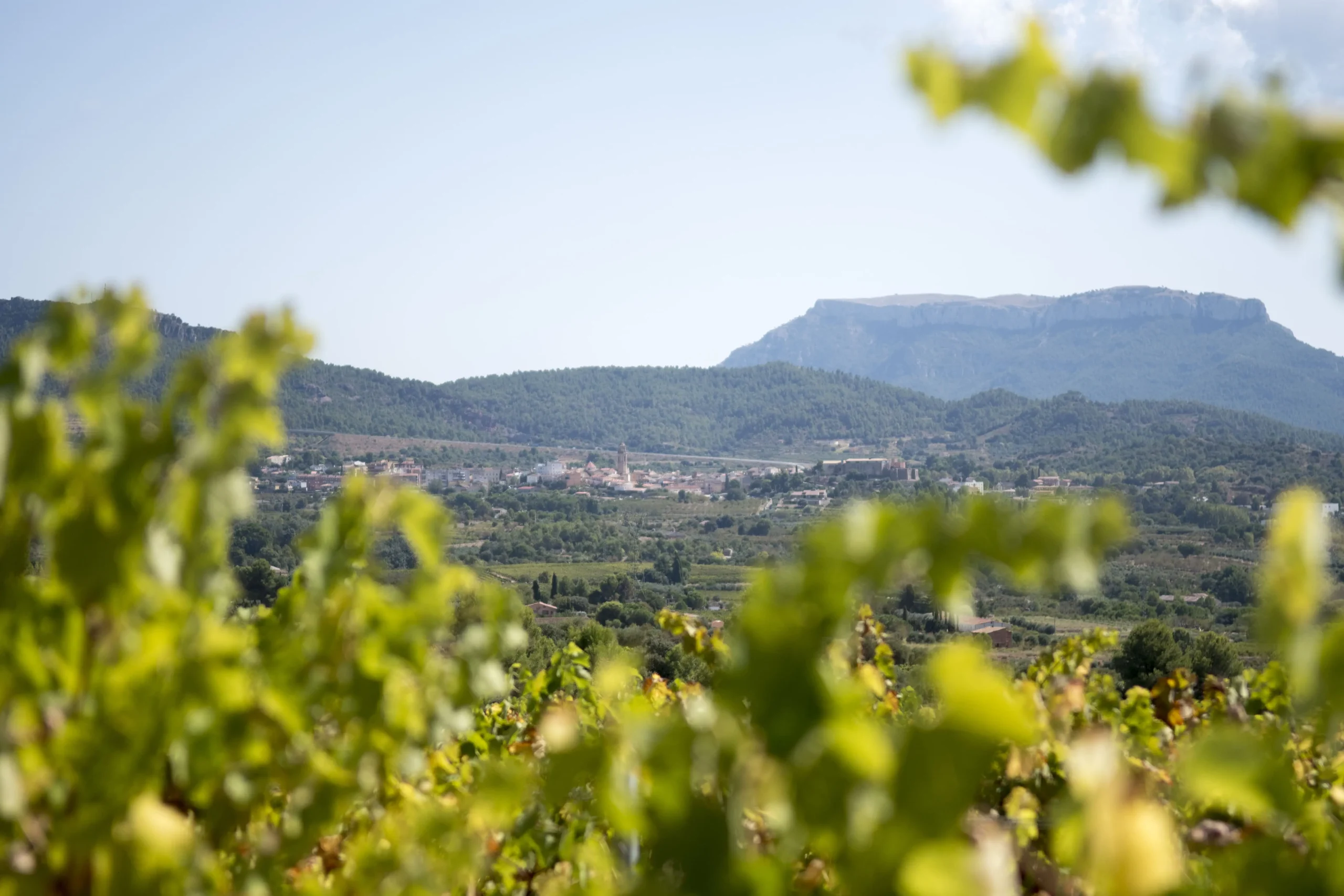 La DO Montsant abre en la Barcelona Wine Week el año de su 25º cumpleaños